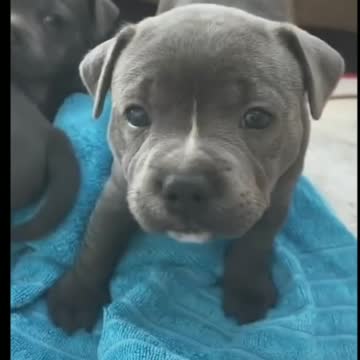 Very Cute and Funny Puppies - Tik Tok Dogs (Funny Animals #400)