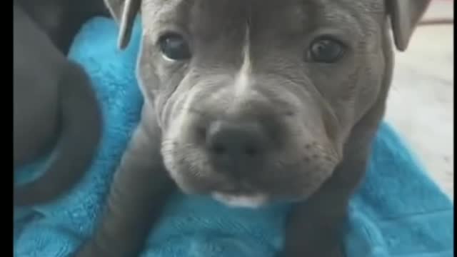 Very Cute and Funny Puppies - Tik Tok Dogs (Funny Animals #400)