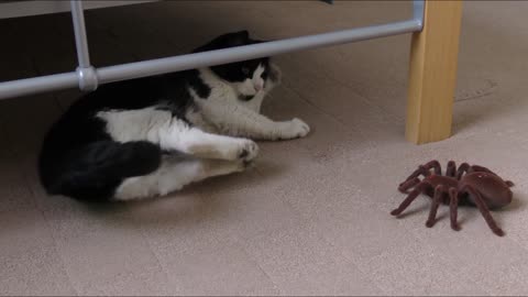 cat vs spider😂😸😂