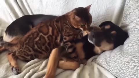 108 🤣 Funniest 😻Cats And 🐶 Dogs Try Not To Laugh Funny Pet Animals' Life 😇