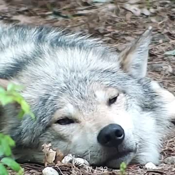 Dog / your moment of calm!