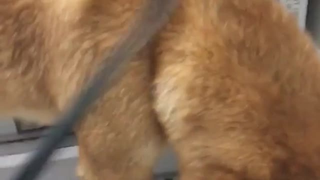 Brown dog gets fry with hair dryer