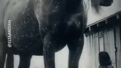 Giant Horses~Rare Footage That Will Shock You!