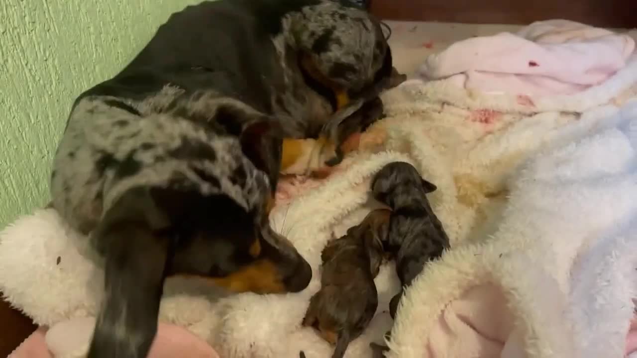 Puppy giving birth to cute puppies !