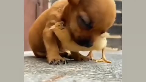 chicken baby playing with dog puppy