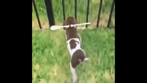 Animais mais fofos Vídeos
