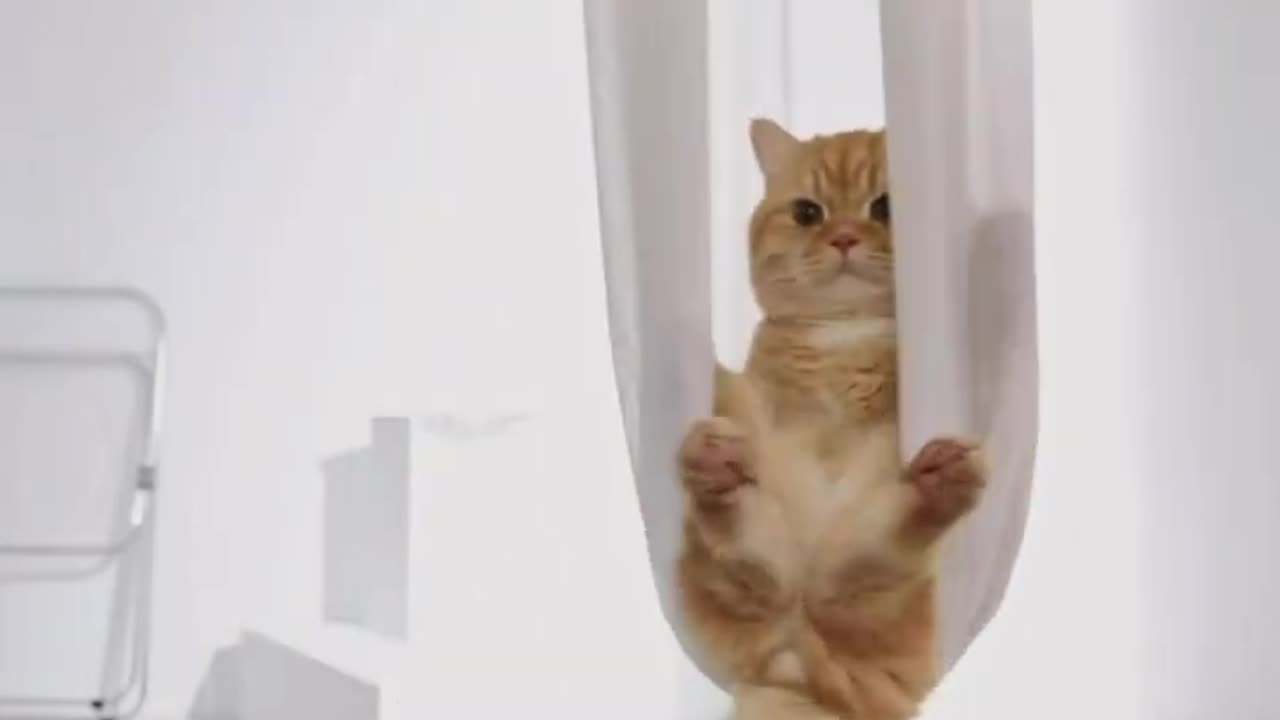 Cute Cat Video