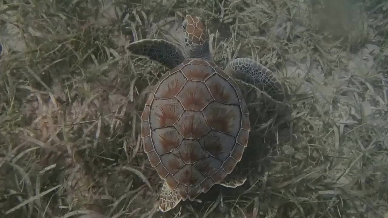 Sea Turtle Swimming Along Sea Grass