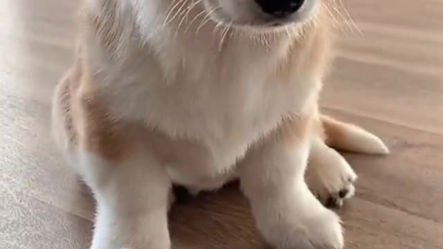 Cute animals funny videos