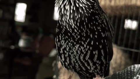 Amazing sounds of the common starling