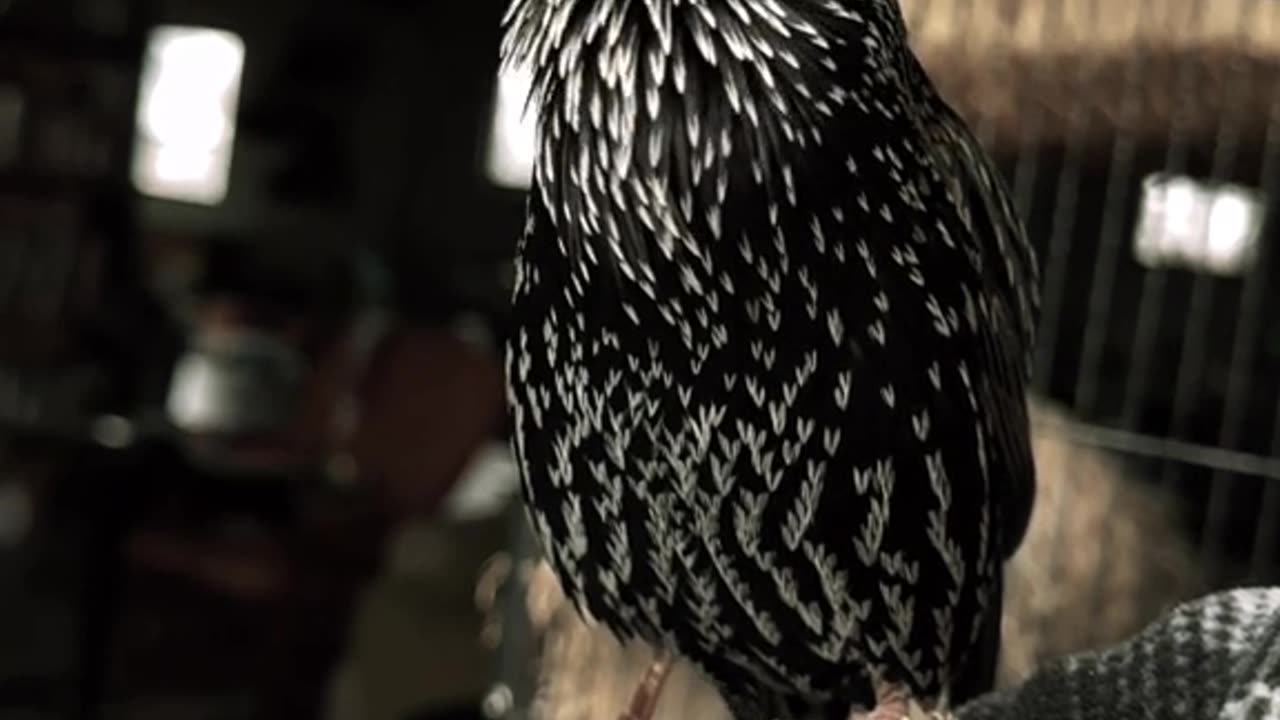 Amazing sounds of the common starling