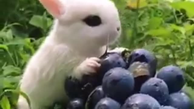 You will definitely love this , cute rabbit 🐰🐰 animals love...