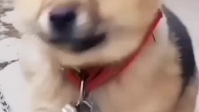 Cute baby dog