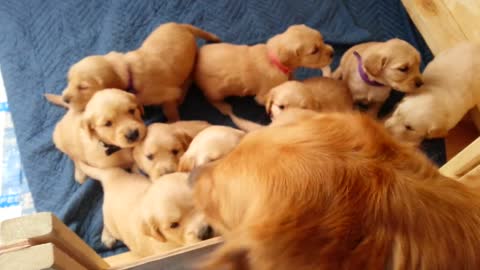 Beau/Carly Golden puppies In the whelping box