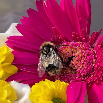 Nature's little Bumblebee Found in Scotland