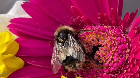 Nature's little Bumblebee Found in Scotland