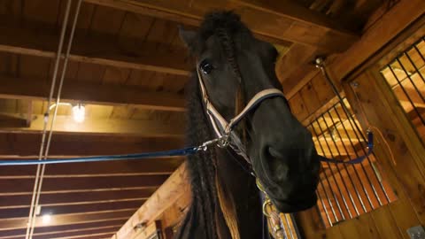 Horse inside stables is held in place with cross ties attached to its halter