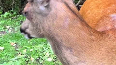 Buck Gently Nibbles Strawberries