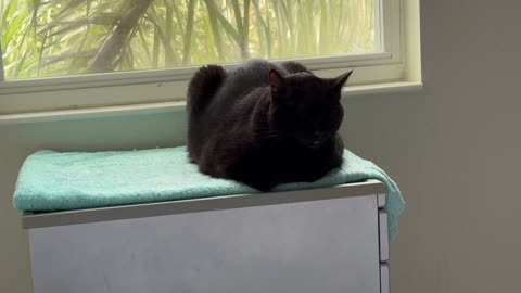 Cute Precious Piper is a Watchful Spa Loaf - Adopting a Cat from a Shelter Vlog