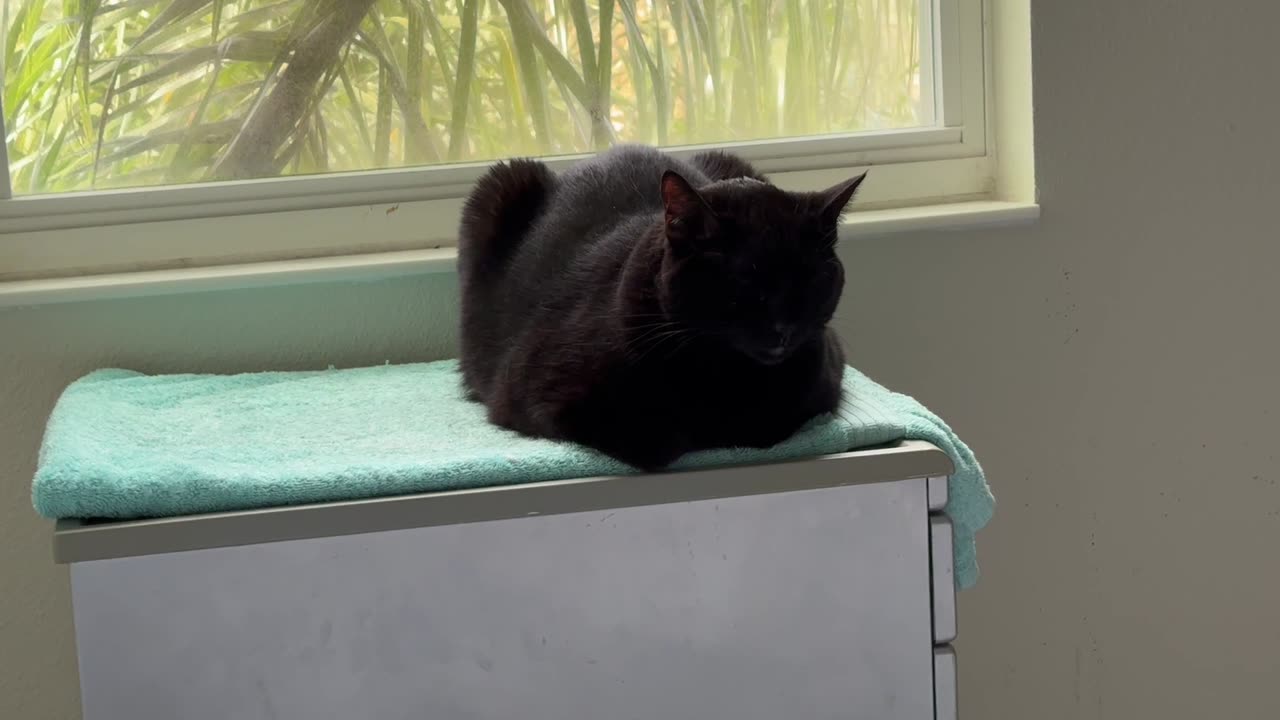 Cute Precious Piper is a Watchful Spa Loaf - Adopting a Cat from a Shelter Vlog