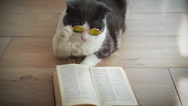 Fany cat reading