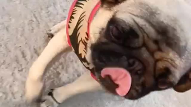 New pug dog video #shorts