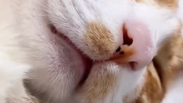 Wow Cute cat in sleeping