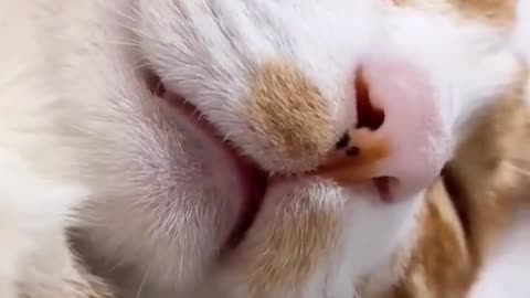 Wow Cute cat in sleeping