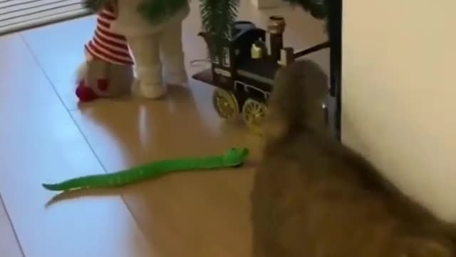 Funny Cat and Snack