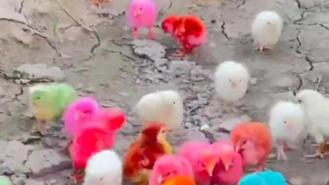 Comic Hen Baby chicks #murgi #chicks #bords #trending #viralvideo #viral #fouryou