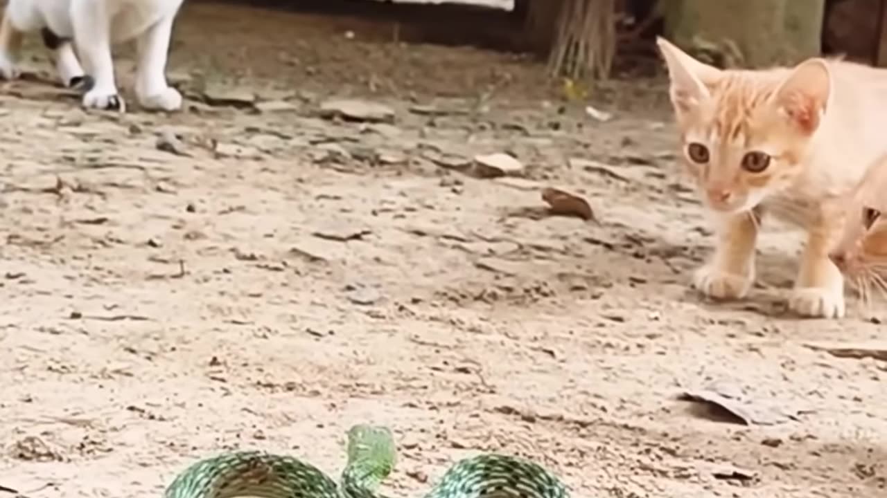 Cat Vs snake 🐈vs🐍