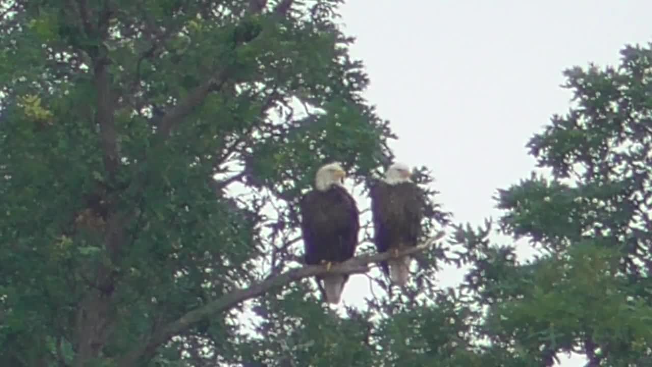 90 Toussaint Wildlife - Oak Harbor Ohio - Some Combined Eagle Film