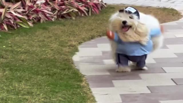 Cute Puppy playing videos
