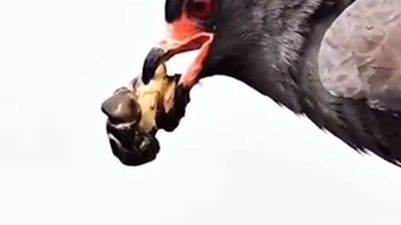 Eagle