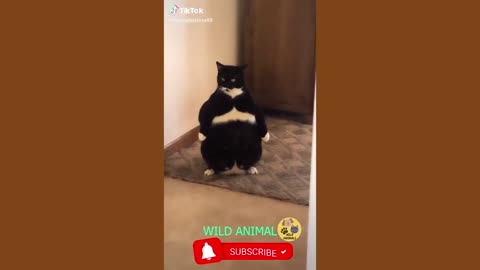 Funny Videos About Dogs and Cats Cute Moments Of Dogs And Cats