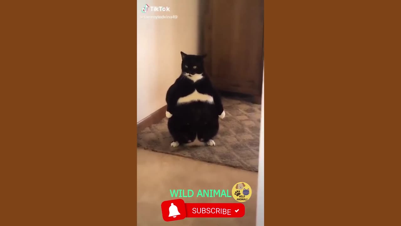 Funny Videos About Dogs and Cats Cute Moments Of Dogs And Cats