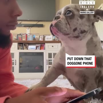 Dog Is Desperate For Attention