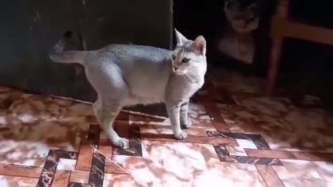 funny cat videos yeah