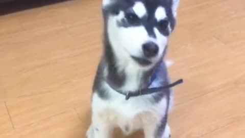 Different dogs