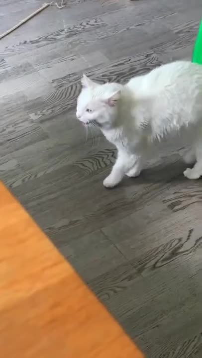 Funny cute cats complication