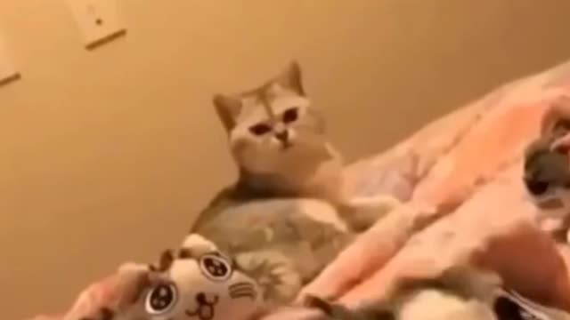 Funny Cat video Play With Toy