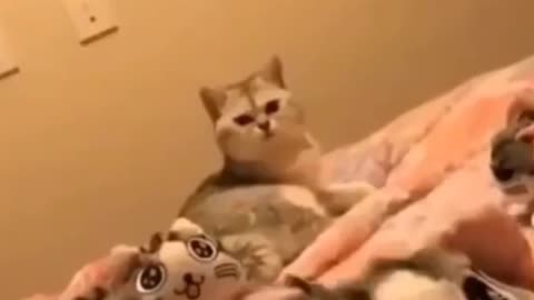 Funny Cat video Play With Toy