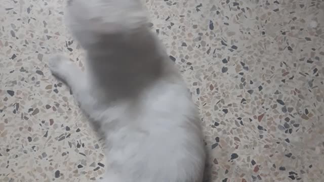 Play with my cat