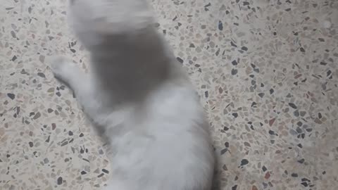 Play with my cat