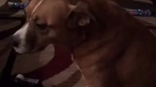 Dog toots