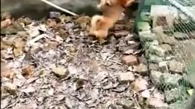 Chicken vs Dog fight - funny Dog and chicken vidios #cute Dogs