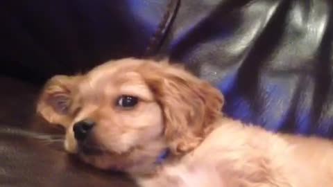 Tan puppy laying in tan sofa sticking tongue out