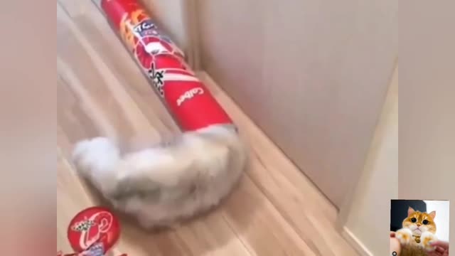 Cute and Funny Pet Video (Cat, Dog and friend’s videos)