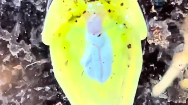 Crazy Cool Facts About Glass Frogs