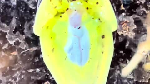 Crazy Cool Facts About Glass Frogs